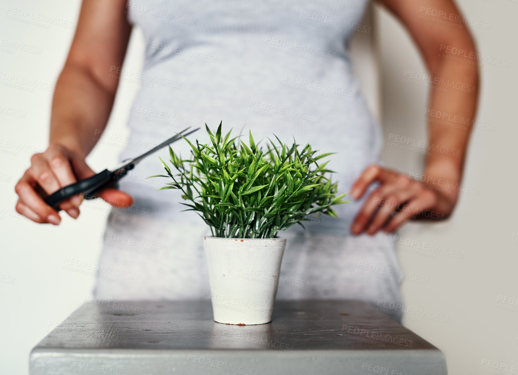 Buy stock photo Cropped shot of an unrecognizable woman using a pair of scissors to trim a pot plant at home