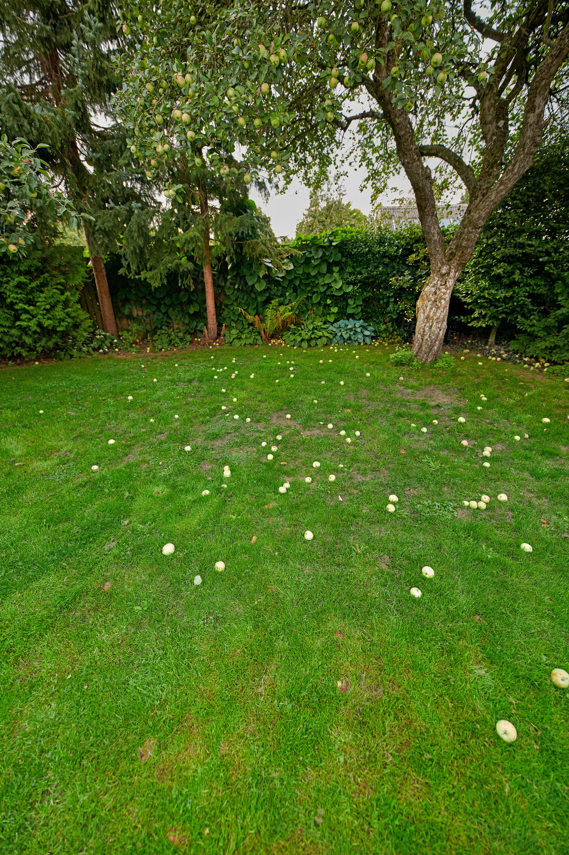 Buy stock photo A series of beautiful garden photos