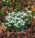 Common snowdrop - Galanthus nivalis 