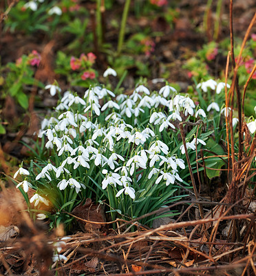 Buy stock photo Galanthus nivalis was described by the Swedish botanist Carl Linnaeus in his Species Plantarum in 1753, and given the specific epithet nivalis, meaning snowy (Galanthus means with milk-white flowers). This narrow-leaved snowdrop, with its delicate white hanging flowers, has become very popular in cultivation and is commonly planted in gardens and parks. It is now a familiar sight even in the British Isles and northern France where it is not native.
Snowdrops and their bulbs are poisonous to humans and can cause nausea, diarrhoea and vomiting if eaten in large quantities.