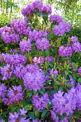 Buy stock photo Purple Rhododendron flowers growing in a botanical garden in summer. Beautiful violet flowering plants beginning to blossom on the countryside. Pretty flora blooming and sprouting in a grassy meadow