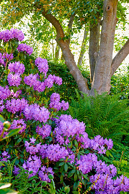 Buy stock photo Purple Rhododendron flowers growing in a botanical garden in summer. Beautiful bush of violet flowering plants blossoming on the countryside. Flora blooming and sprouting in a lush grassy meadow