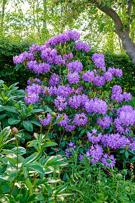 Buy stock photo A photo of beautiful Blue flowers in springtime