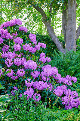 Buy stock photo A photo of beautiful purple flowers in springtime