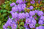 Rhododendron - garden flowers in May