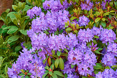 Buy stock photo Flowers, nature and garden with bush for summer, season and peace with outdoor morning. Purple gem, rhododendron and floral ecology for plants, nursery landscape or calm botanical park environment