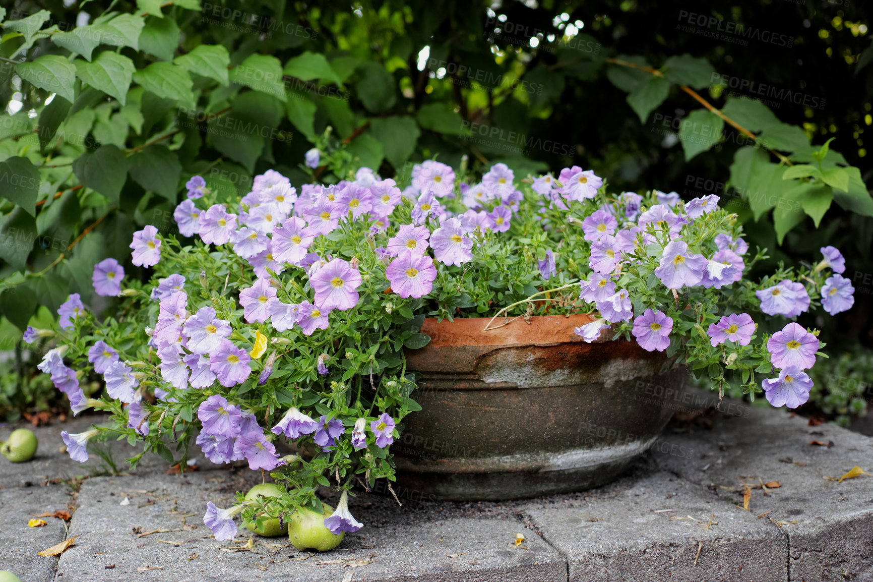 Buy stock photo A photo of beautiful purple flowers in springtime