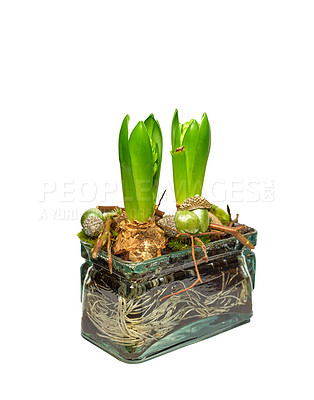 Buy stock photo Closeup of green crocus flavus flower with roots and bulbs sprouting in glass vase isolated on white. Tiny seedlings germinating into leaves with buds. Ecosystem of plant life developing and growing