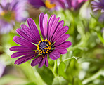 Blue garden flowers 