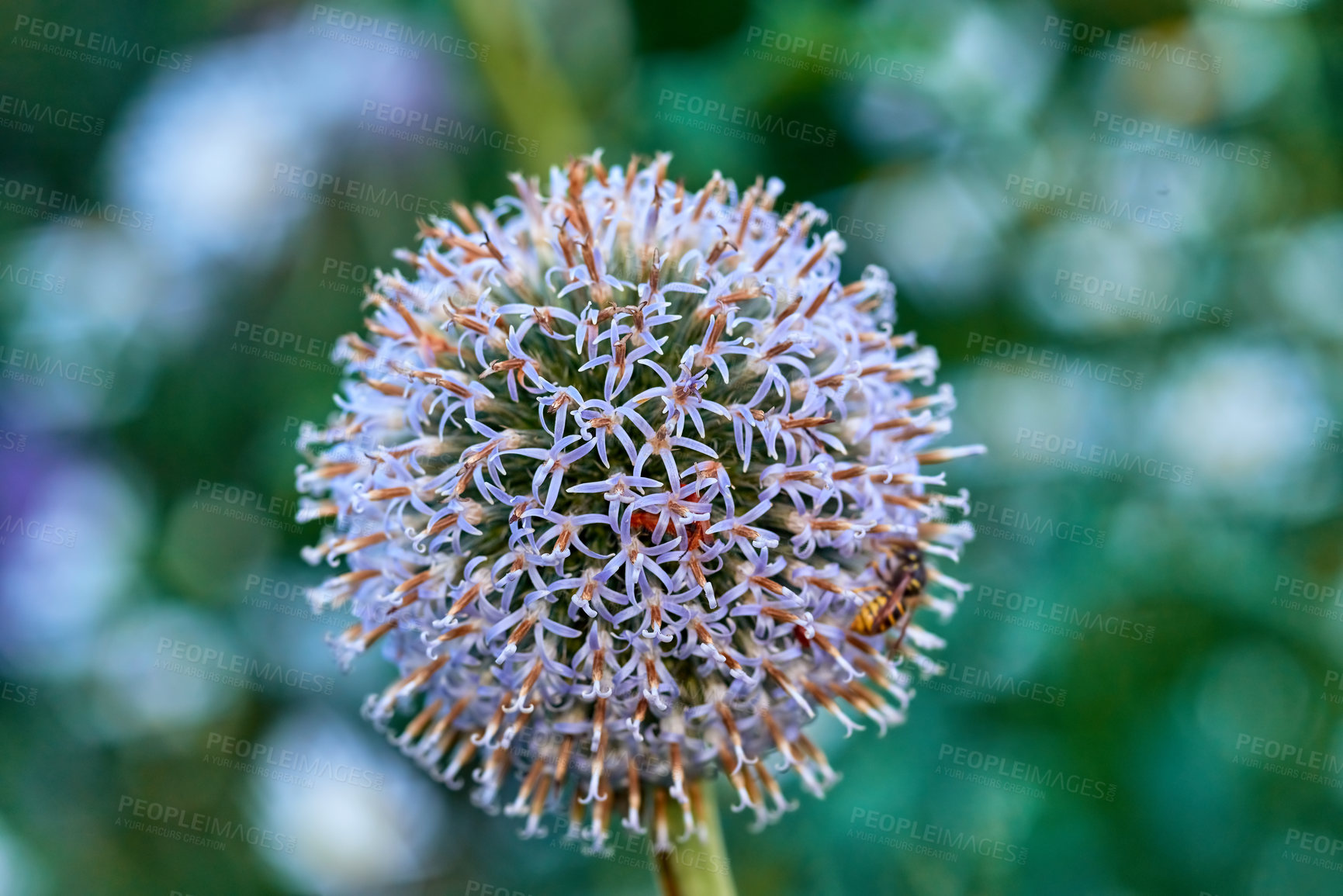 Buy stock photo Closeup of a globe thistle plant growing in a garden against a green nature background. Echinops budding and blooming in a park or field in spring. Bright wildflowers blossoming in a meadow
