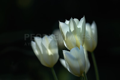 Buy stock photo White charm tulip flowers growing against a black background. Closeup of beautiful flowering plants with soft petals symbolizing purity and innocence blooming, blossoming and sprouting in spring