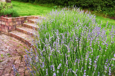 Buy stock photo A series of beautiful garden photos