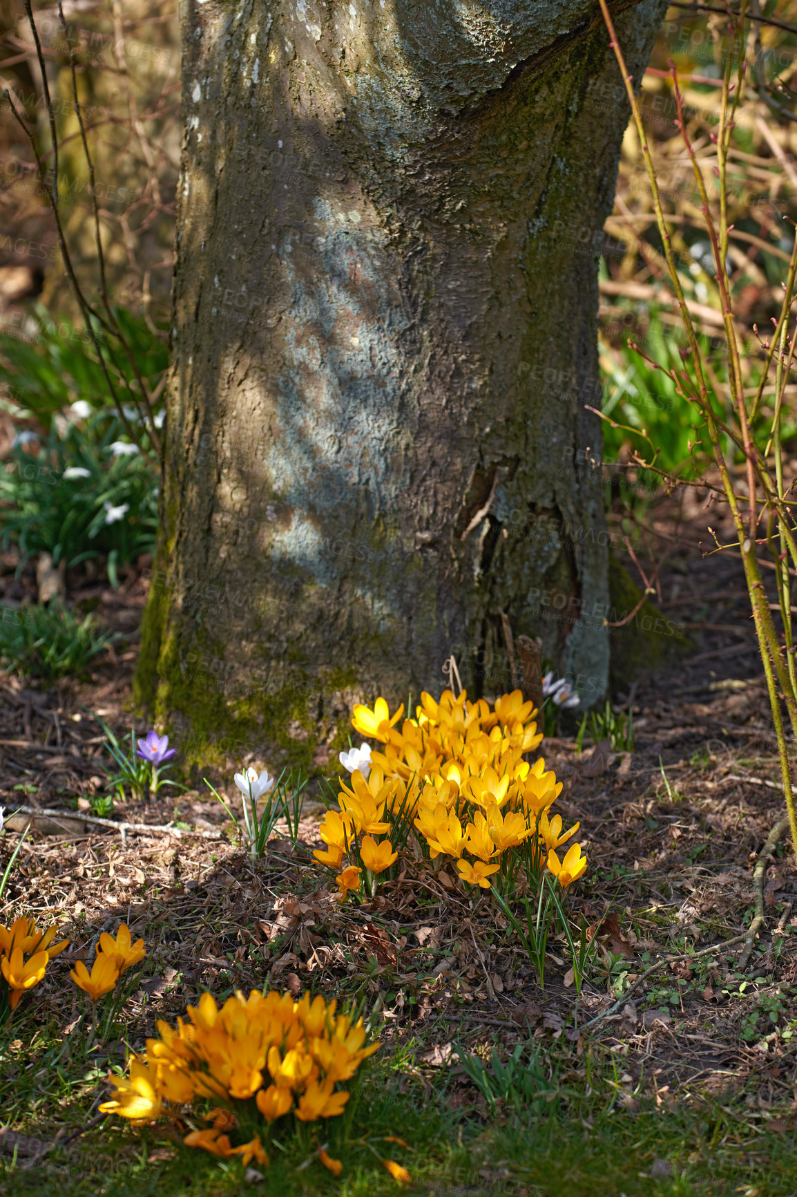 Buy stock photo Closeup of wild Crocus growing against a tree in a green lush field or forest. Zoom in on details of soft yellow flowers in harmony with nature, tranquil wild flowerheads in a zen, quiet woods