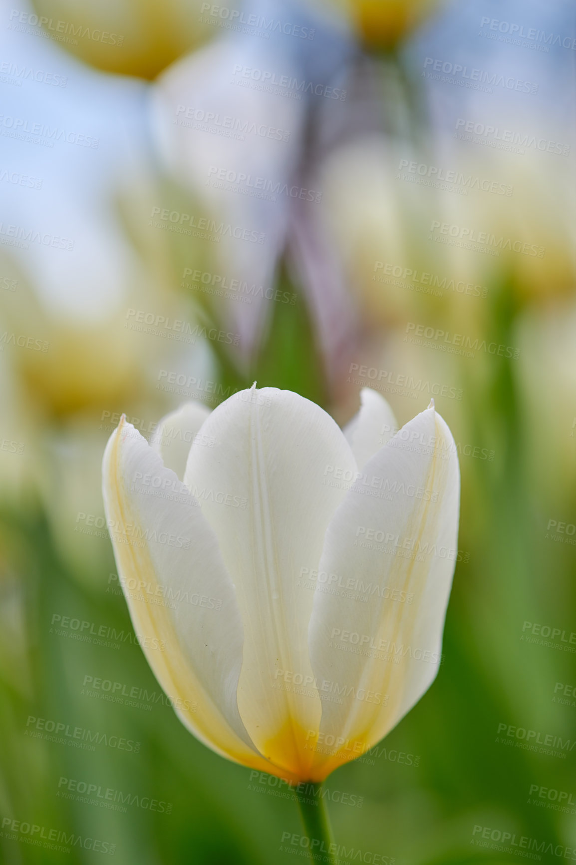Buy stock photo White tulip flower growing in a garden against a blurred nature background. Close-up of a flowering plant beginning to blossom on a field or forest. Flora blooming and sprouting in a meadow in spring