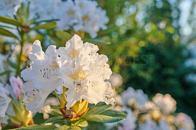 Buy stock photo A series of white Rhododendron in my garden