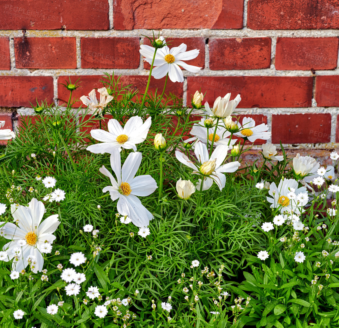 Buy stock photo Closeup of fresh daisies growing against a red brick wall in a garden. A bunch of white flowers, adding to the beauty in nature and peaceful ambience of outdoors. Garden picked blooms in zen backyard