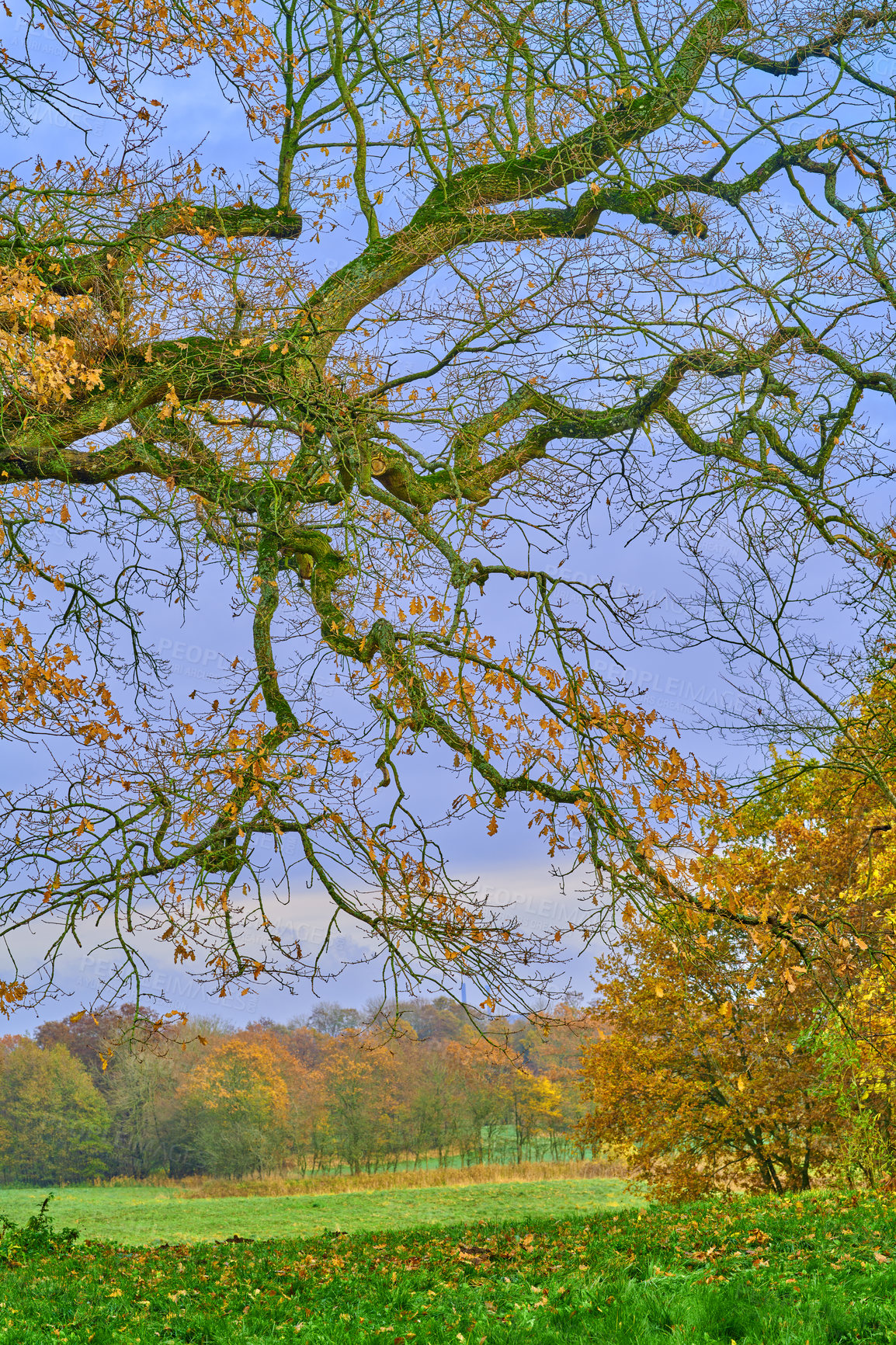 Buy stock photo A garden of all seasons