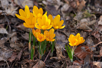 Buy stock photo Closeup view of yellow crocus flowers growing in a backyard garden during spring. Vibrant flowering plant beginning to bloom on ton a lush green field. Wildflowers blossoming in a deserted park