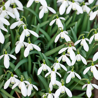 Buy stock photo Shot of flowers in springtime