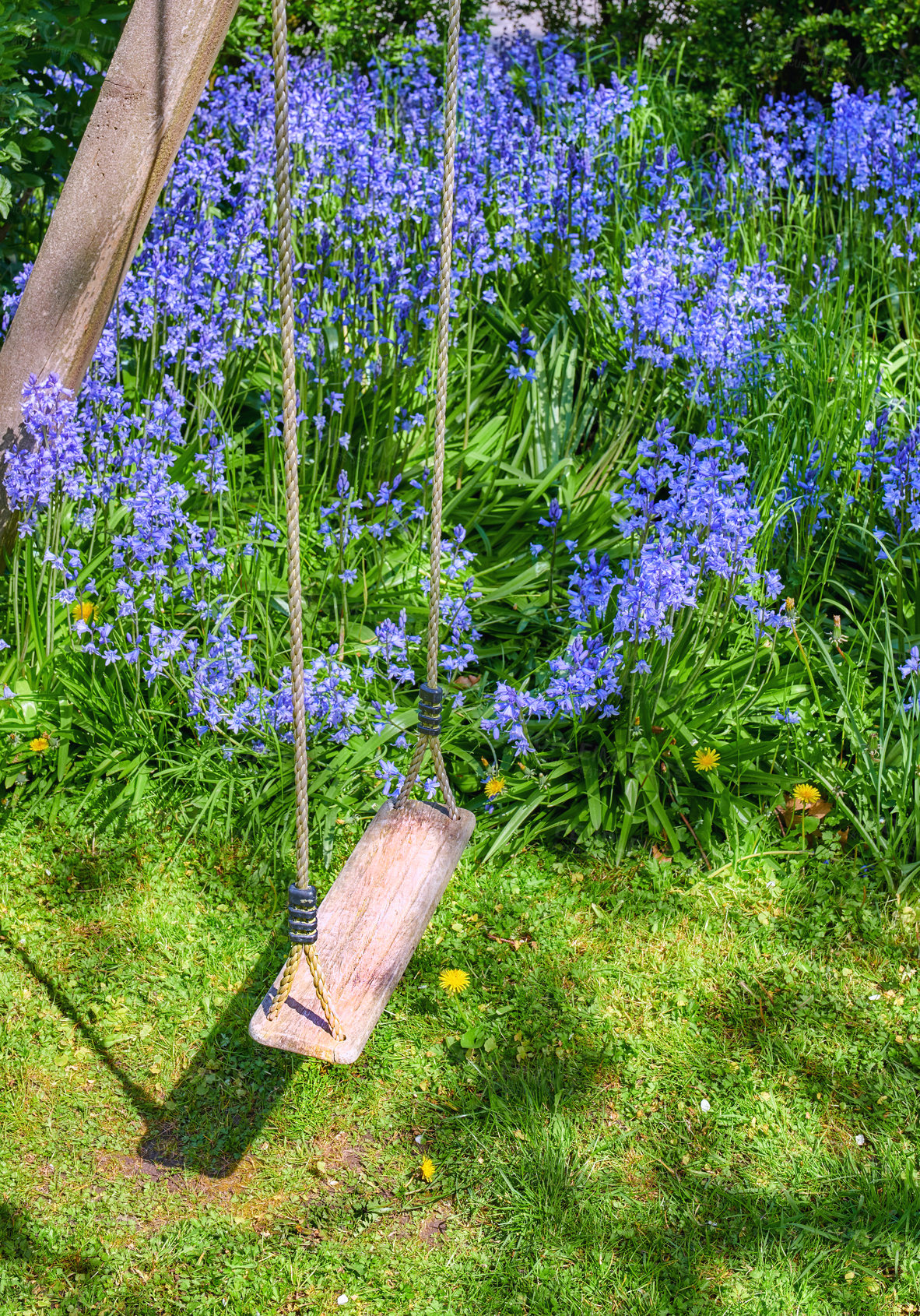 Buy stock photo A wooden empty swing with Bluebell flower growing in a green garden. Many blue flowers in harmony with nature, tranquil wild flora in a zen, quiet backyard with a hanging seat in a peaceful place