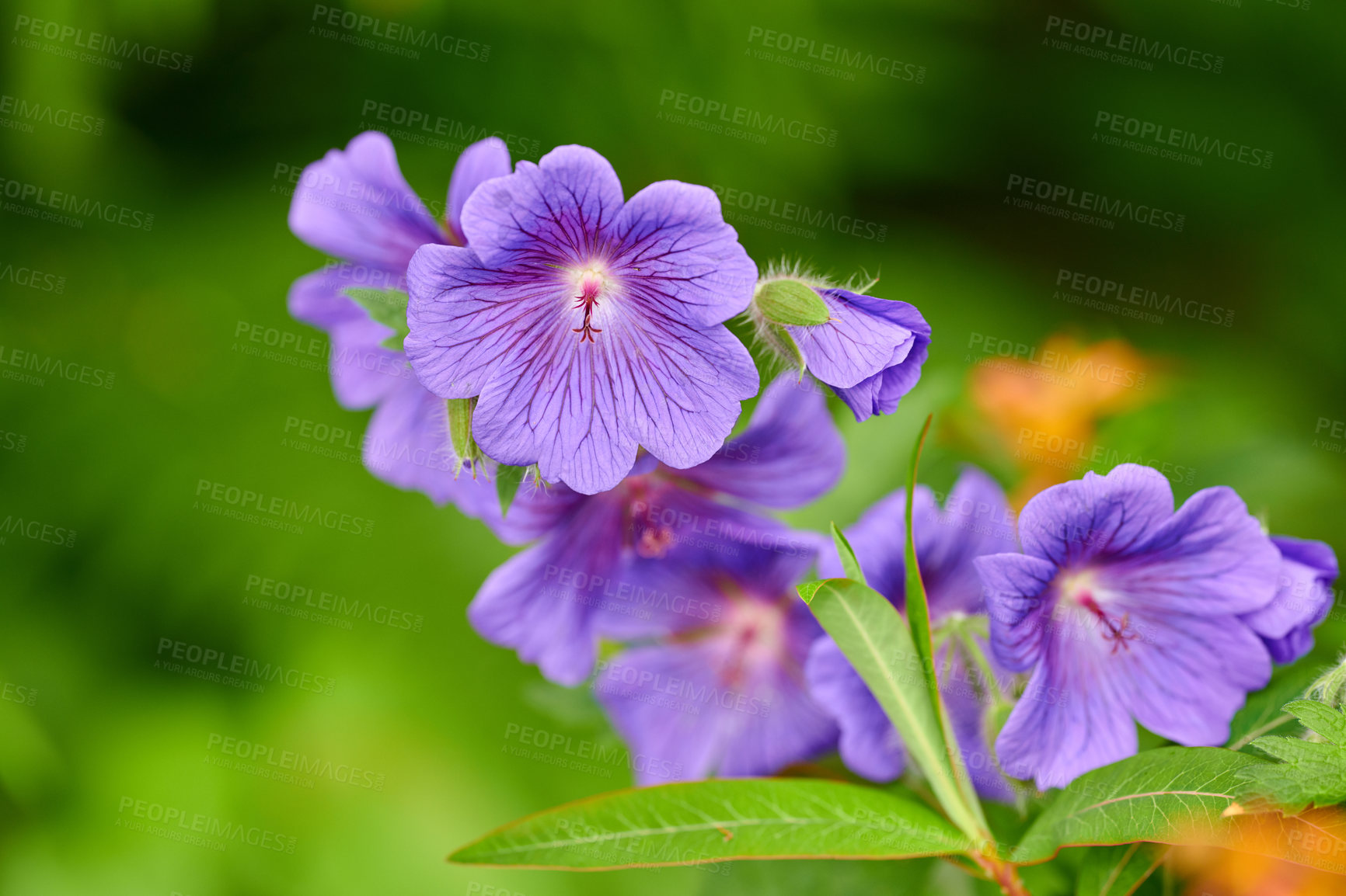 Buy stock photo A photo of beautiful Blue flowers in springtime