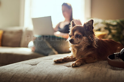 Buy stock photo Shot of a chihuahua sitting on the sofa with a woman using a laptop in the background