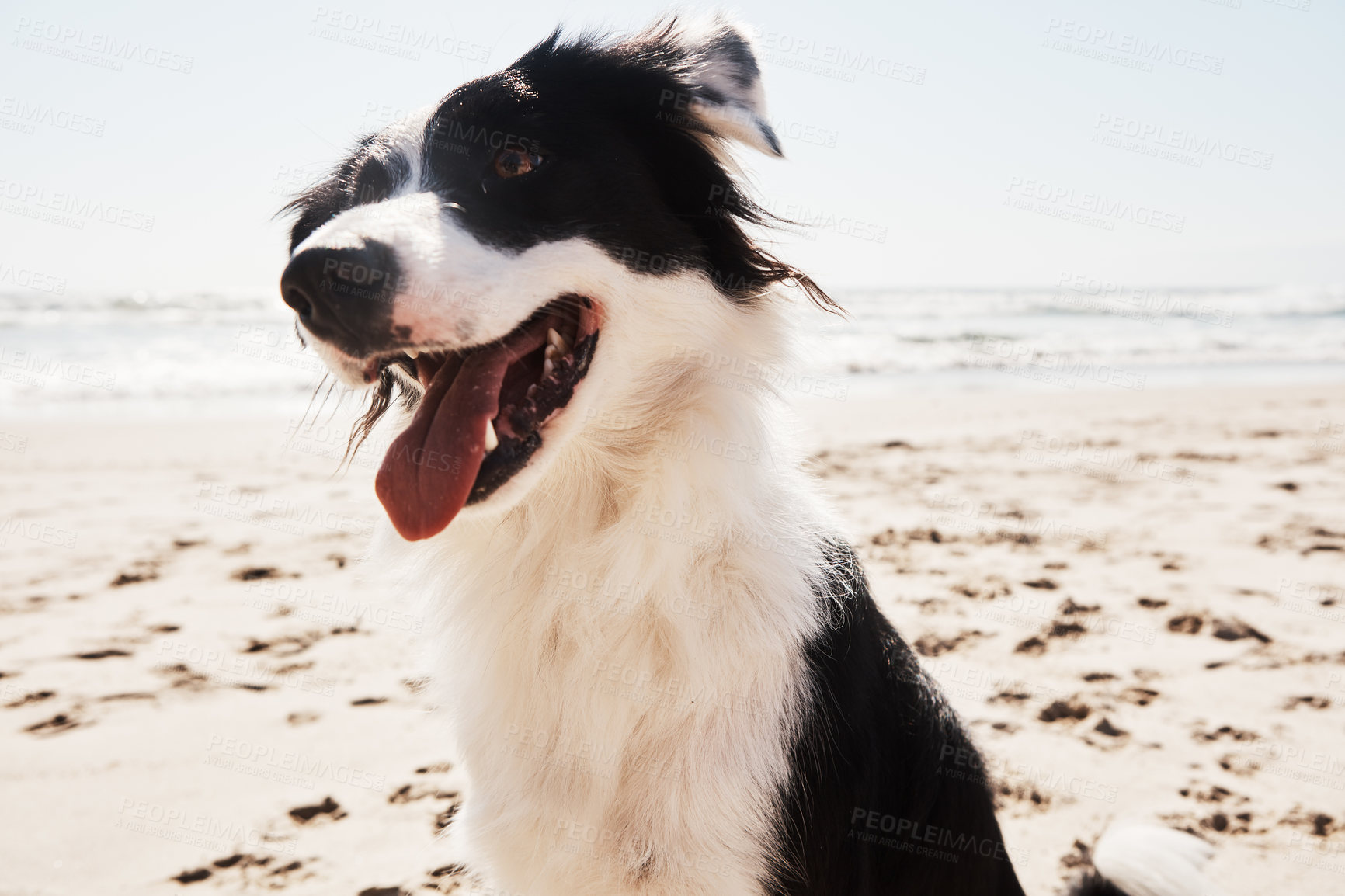 Buy stock photo Cropped shot of an adorable young Border Collie on the beach