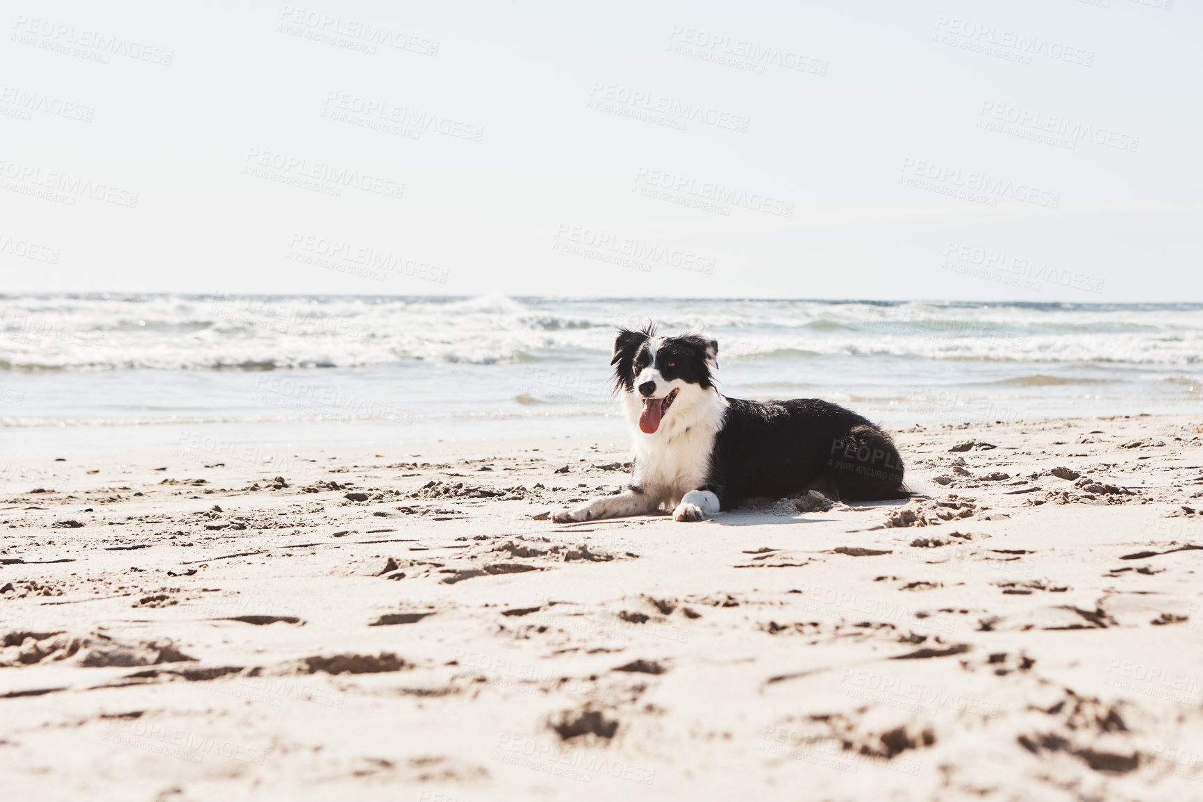 Buy stock photo Shot of an adorable Border Collie at the beach