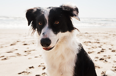 Buy stock photo Shot of an adorable Border Collie at the beach