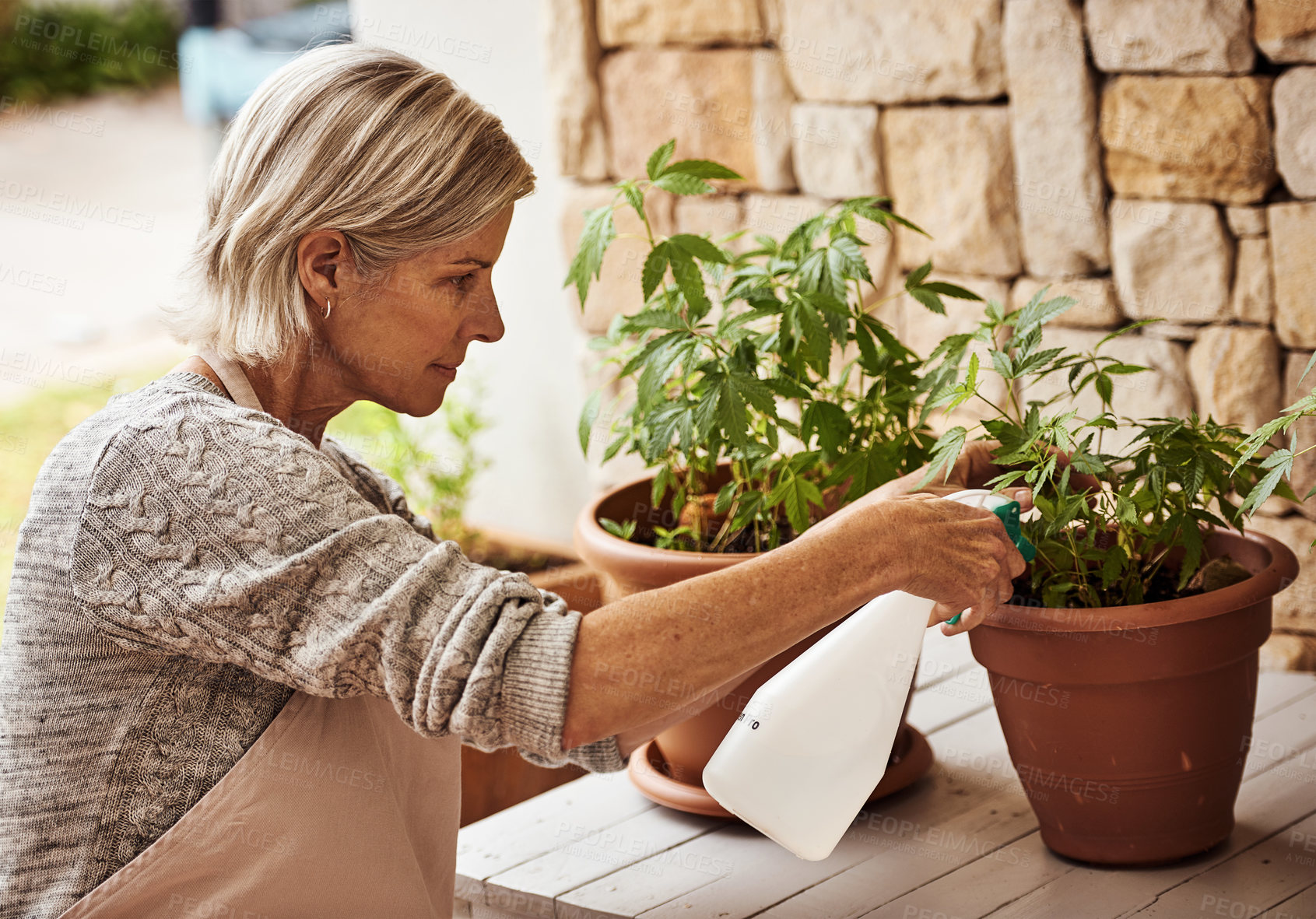 Buy stock photo Cropped shot of a relaxed senior woman tending to her marijuana plants and making sure it's growing properly  outside at home