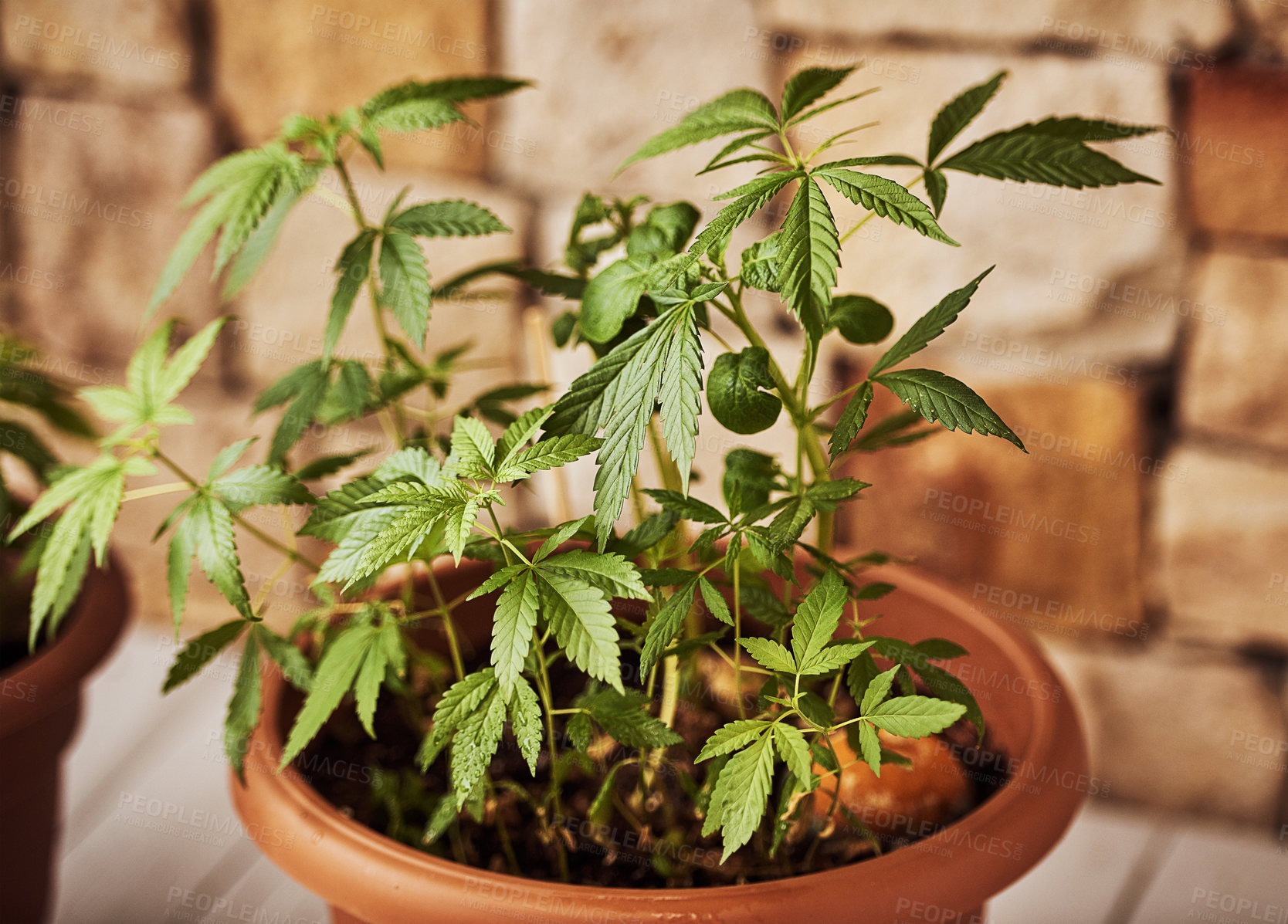 Buy stock photo Closeup of a marijuana plant growing in a container outside at home
