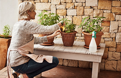 Buy stock photo Cropped shot of a relaxed senior woman tending to her marijuana plants and making sure it's growing properly  outside at home