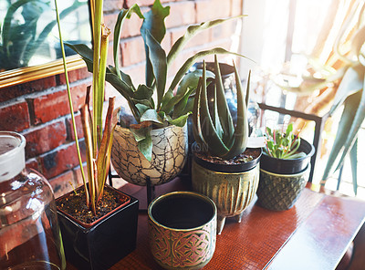Buy stock photo Still life shot of a beautiful set of pot plants on a wooden table indoors