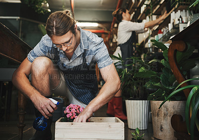 Buy stock photo Shot of a handsome young florist watering plants inside a plant nursery with a colleague also working in the background