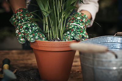 Buy stock photo Cropped shot of an unrecognizable florist arranging a pot plant inside her plant nursery
