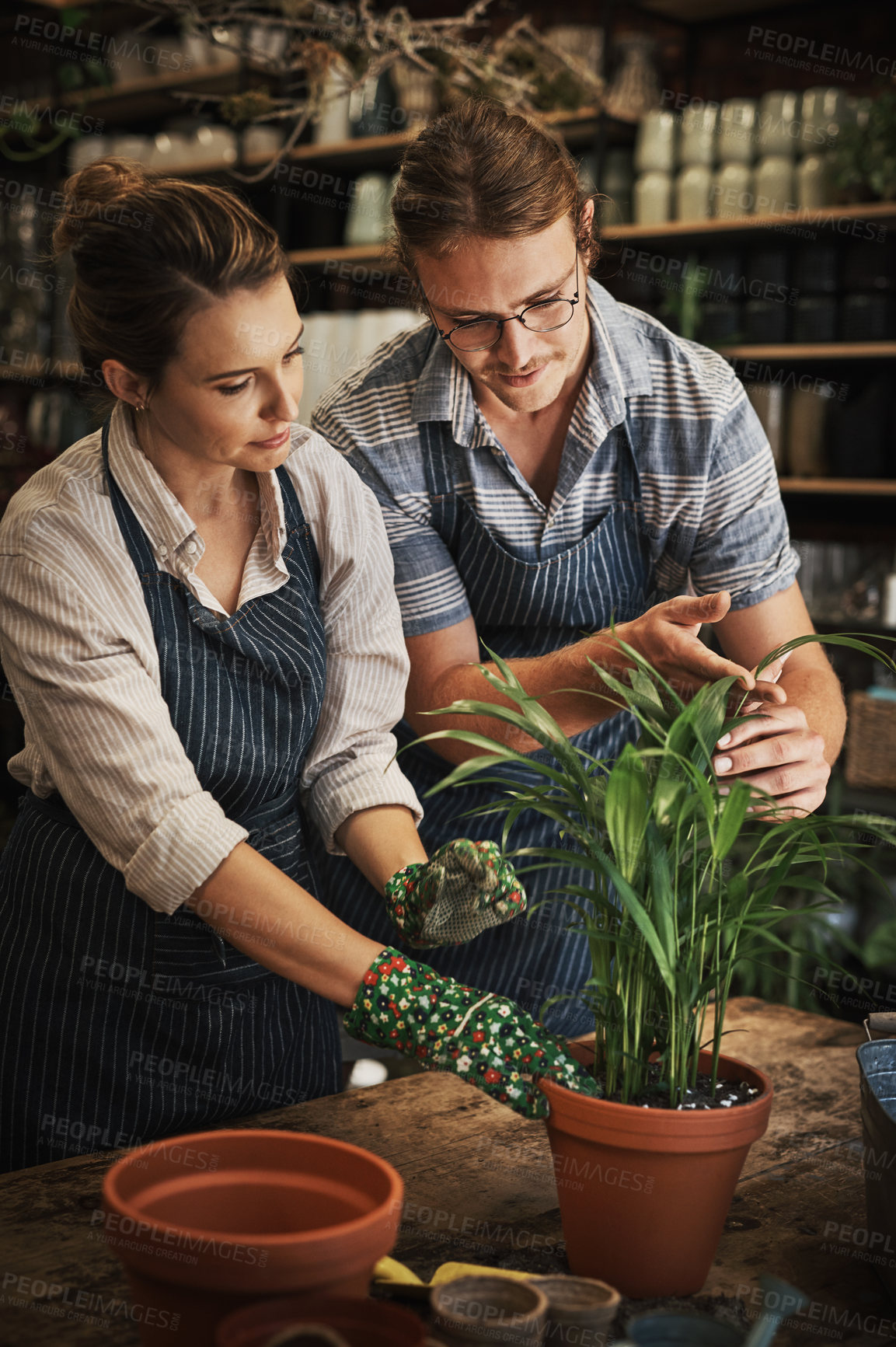 Buy stock photo Cropped shot of two young florists working together inside their plant nursery