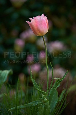 Buy stock photo A series of beautiful garden photos