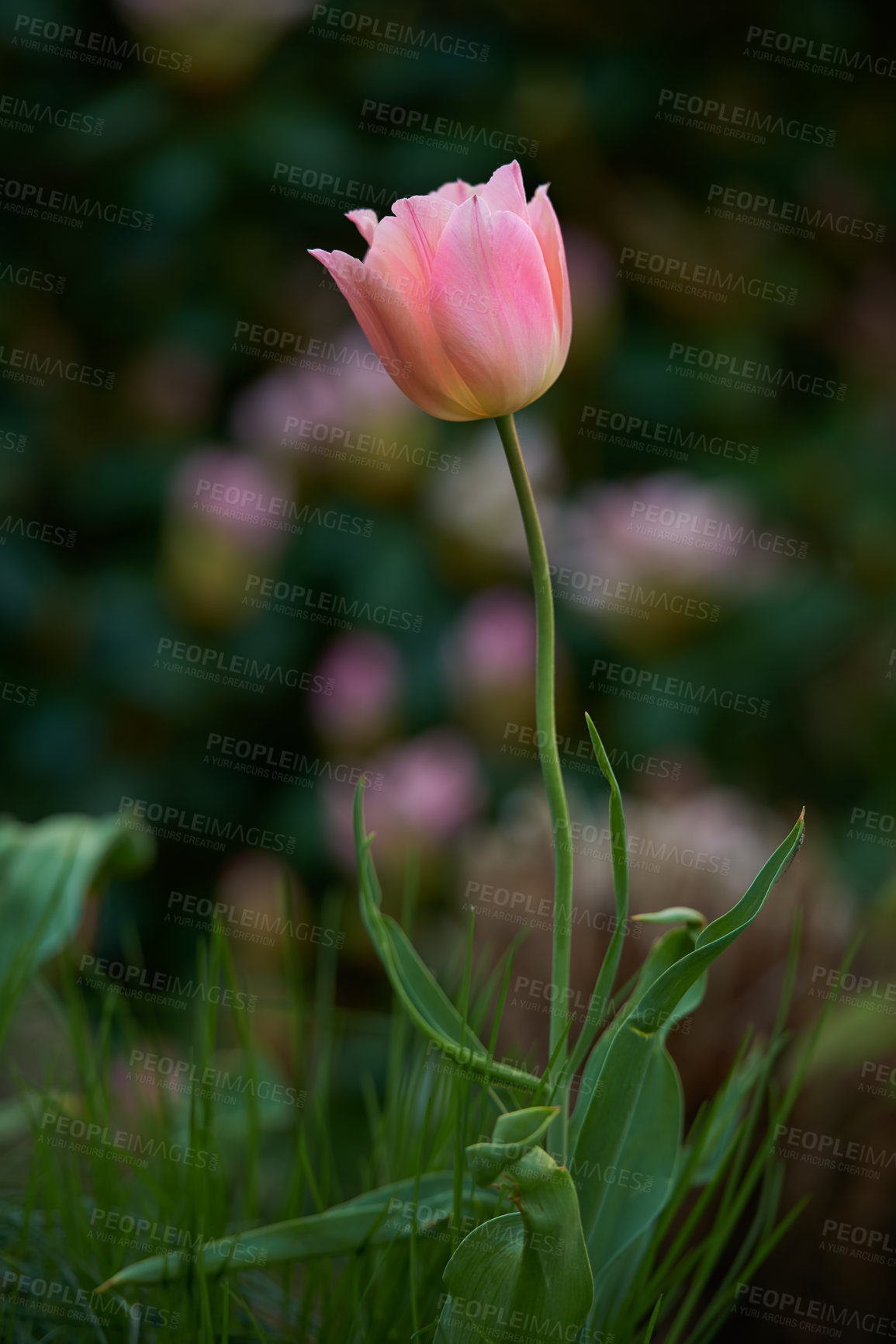 Buy stock photo A series of beautiful garden photos