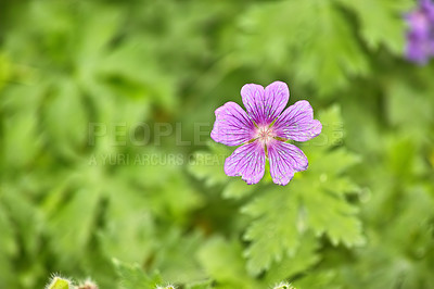 Buy stock photo A series of beautiful garden photos