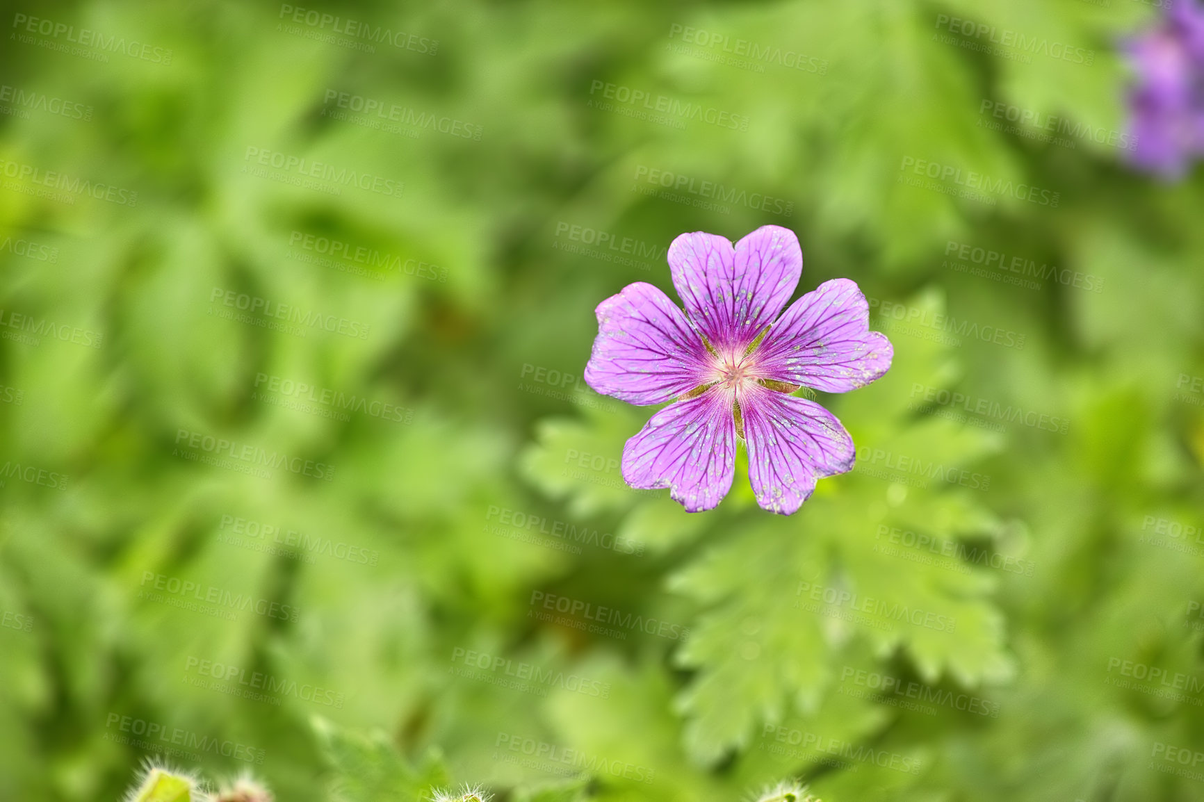 Buy stock photo A series of beautiful garden photos