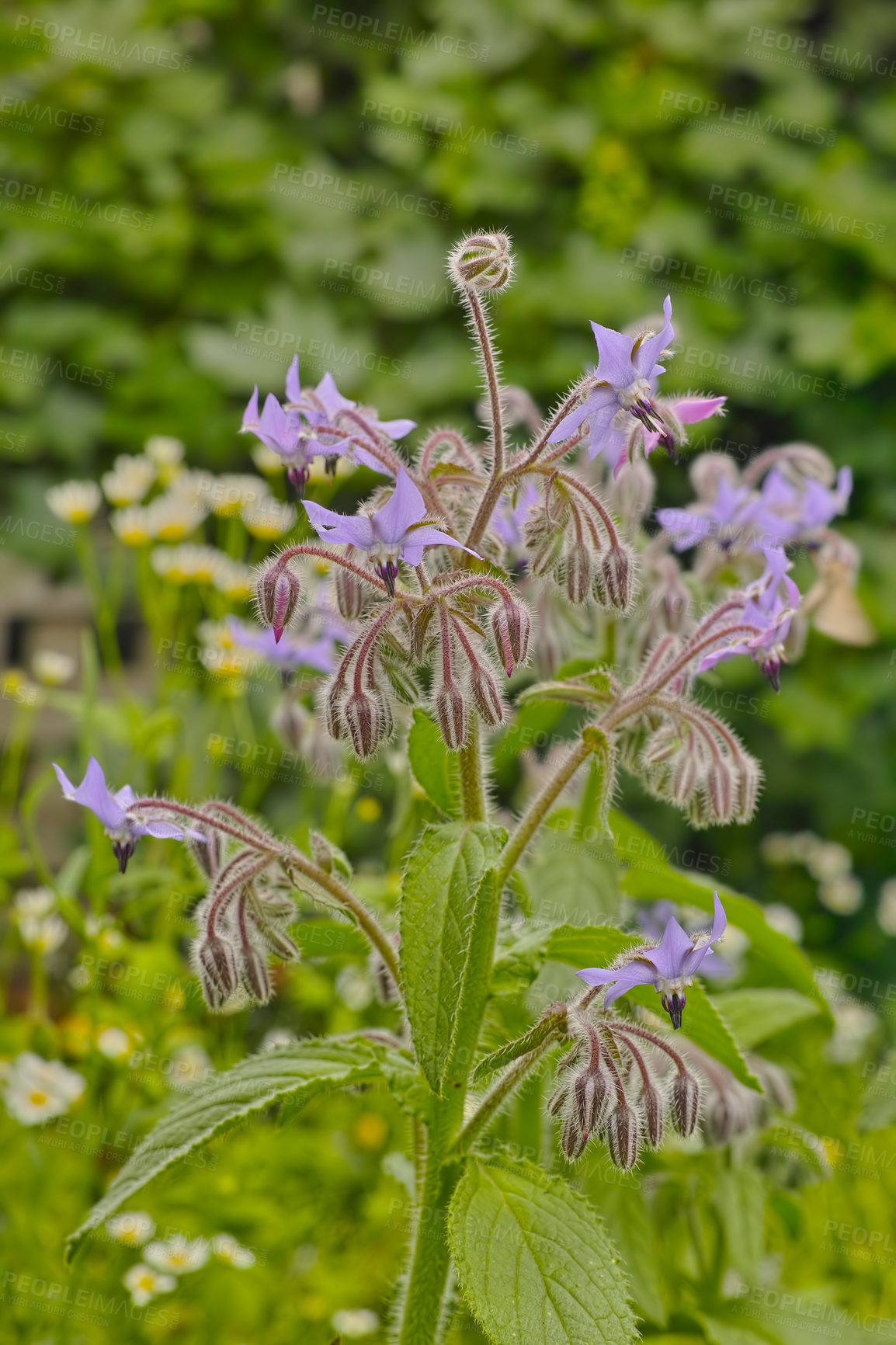 Buy stock photo A series of beautiful garden photos