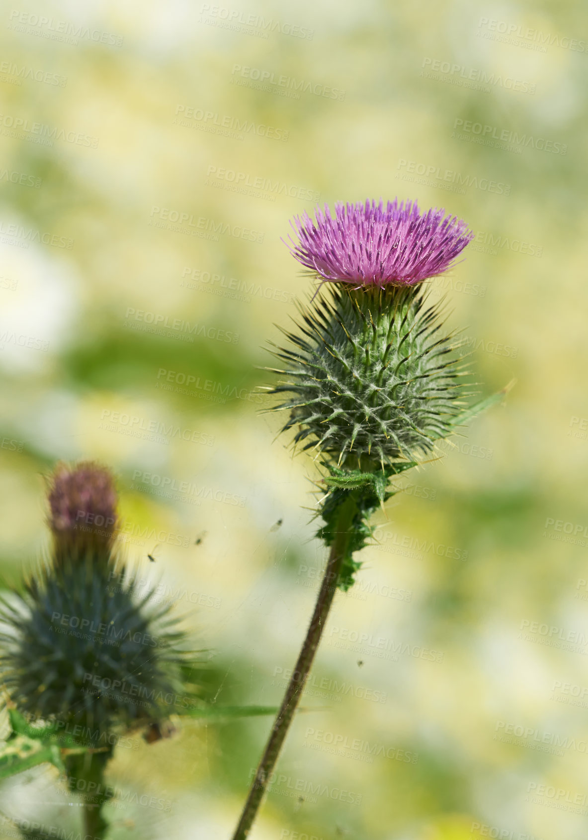 Buy stock photo A series of beautiful garden photos