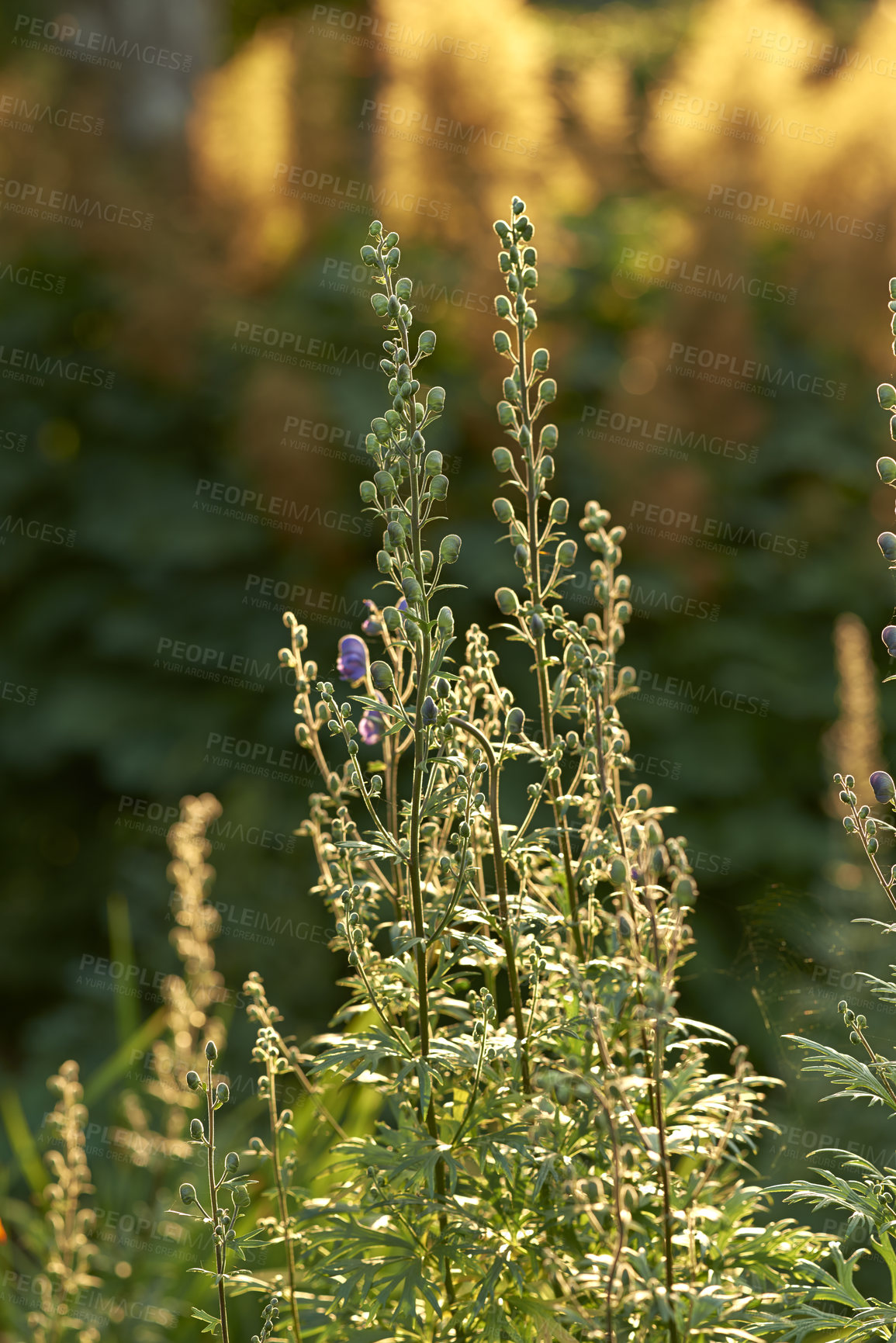 Buy stock photo A series of beautiful garden photos