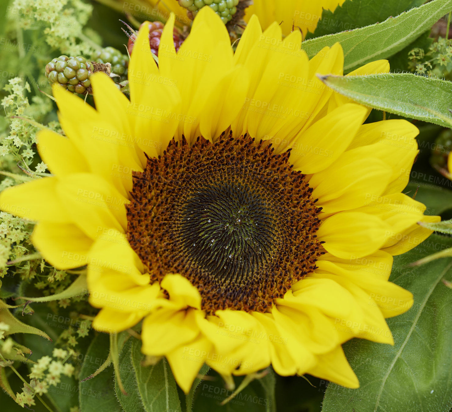 Buy stock photo A series of beautiful garden photos