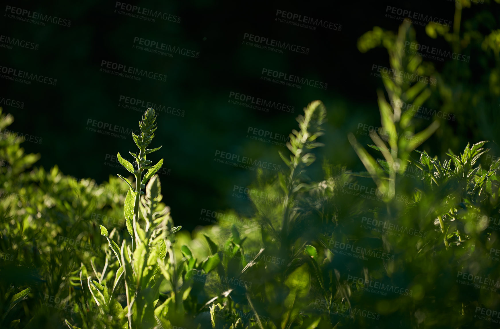 Buy stock photo A series of beautiful garden photos