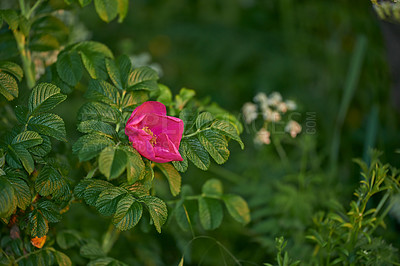 Buy stock photo A series of beautiful garden photos