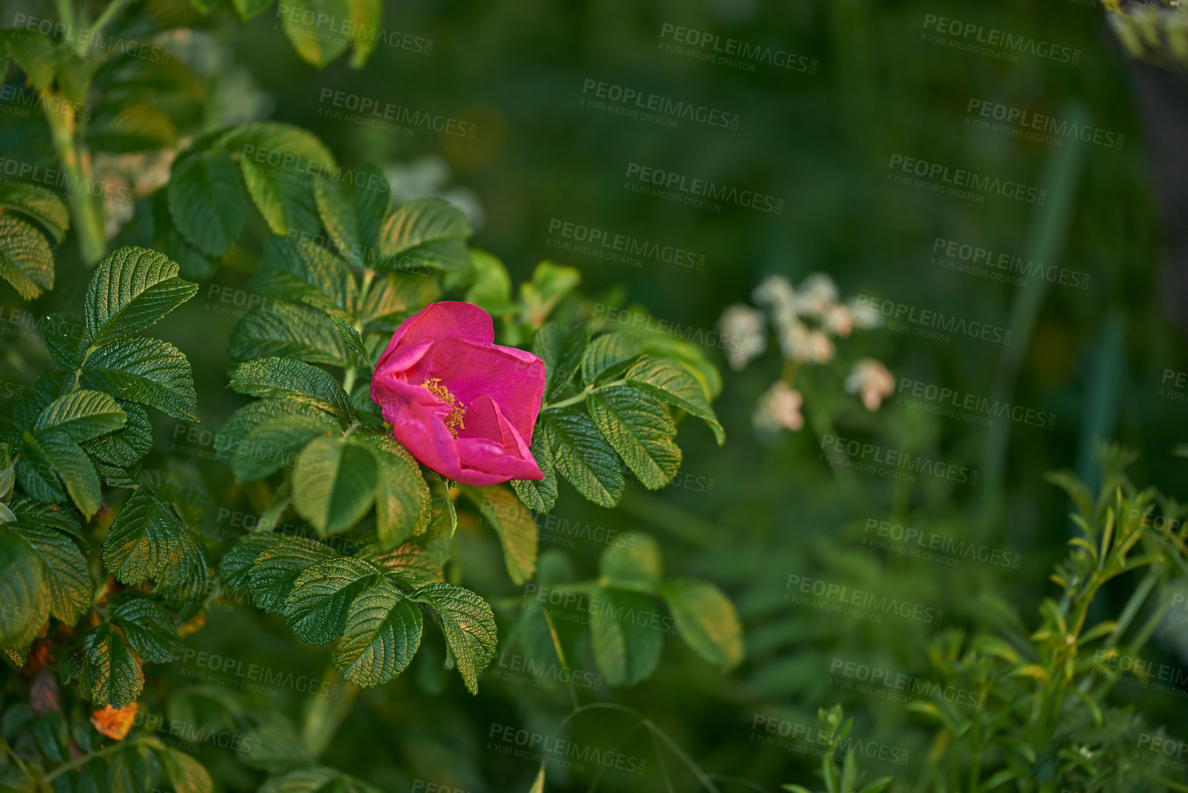 Buy stock photo A series of beautiful garden photos