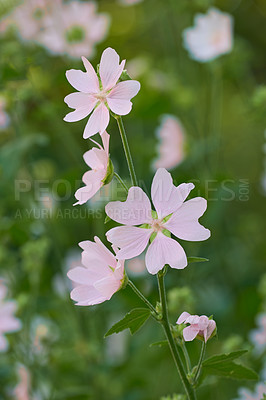 Buy stock photo A series of beautiful garden photos