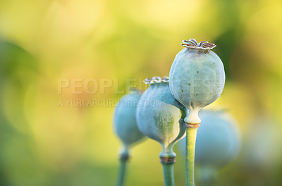 Buy stock photo A series of beautiful garden photos