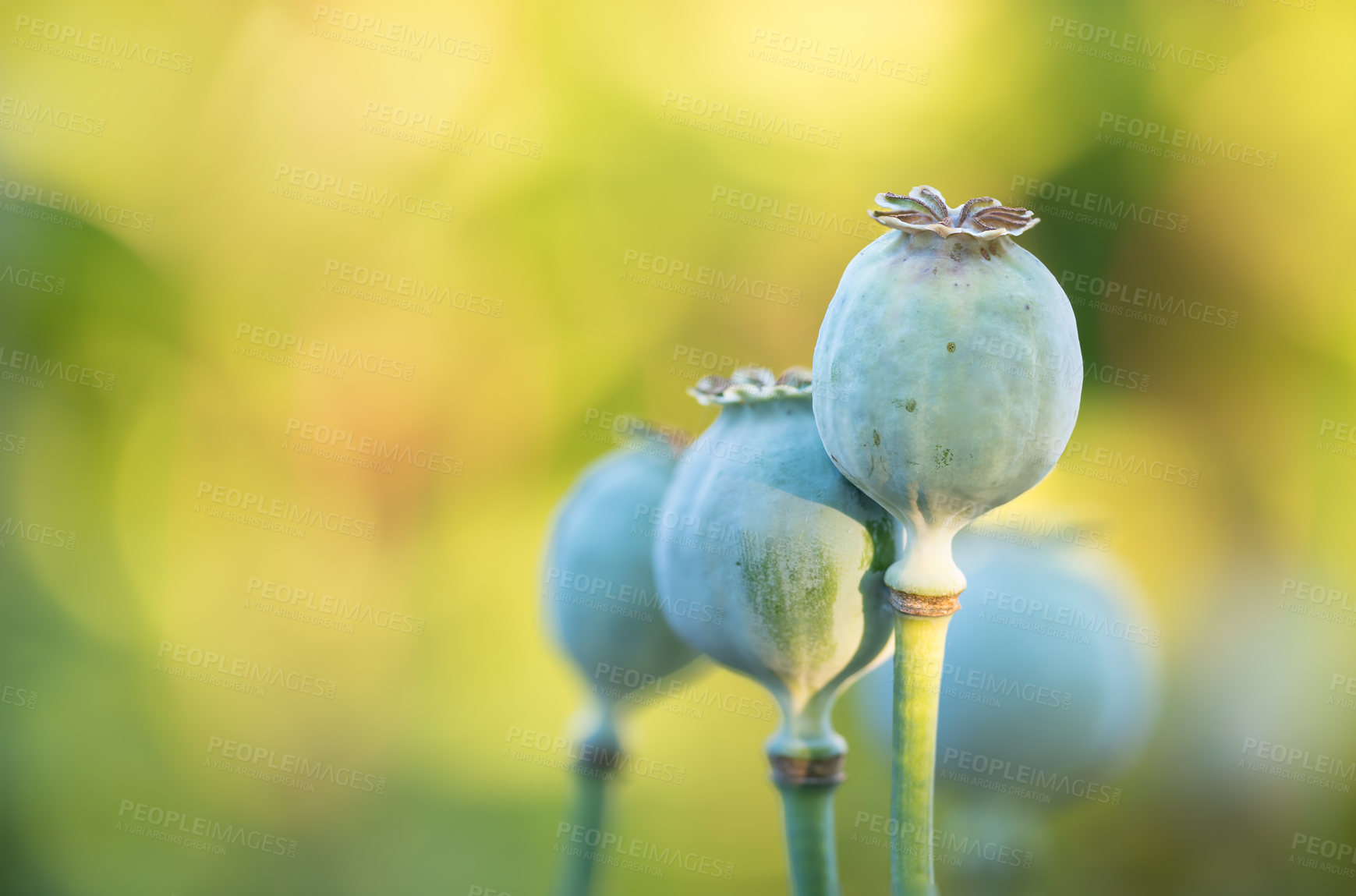 Buy stock photo A series of beautiful garden photos